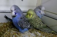 Babys 2013 007.JPG.JPG